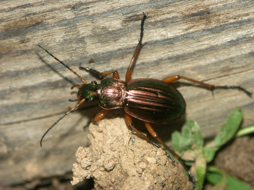 carabus_auratus_stpierrepalud020610%20-%20copie